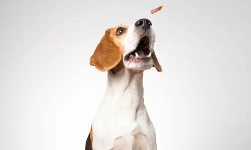 Beagle catching a treat