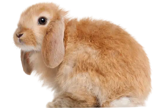 A fluffy, tan lop-eared rabbit poised attentively, perfect for illustrating articles on pet care tips for small animals.