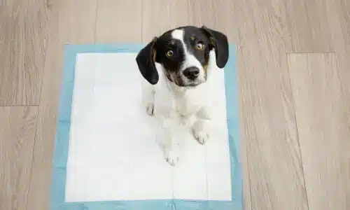 Curious dog on a training pad looking up, demonstrating how to potty train a dog at home. In the Blog how Potty Train Your Dog