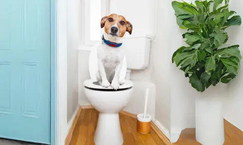 Jack Russell Terrier successfully using a toilet, demonstrating how to potty train a dog effectively. In the Blog how Potty Train Your Dog