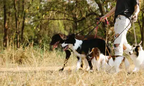 dog walking out door training