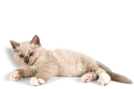 A playful kitten with plush fur and striking blue eyes lounges, poised for fun, perfectly capturing the essence of feline charm to accompany pet care tips for cats on a pet-themed blog.