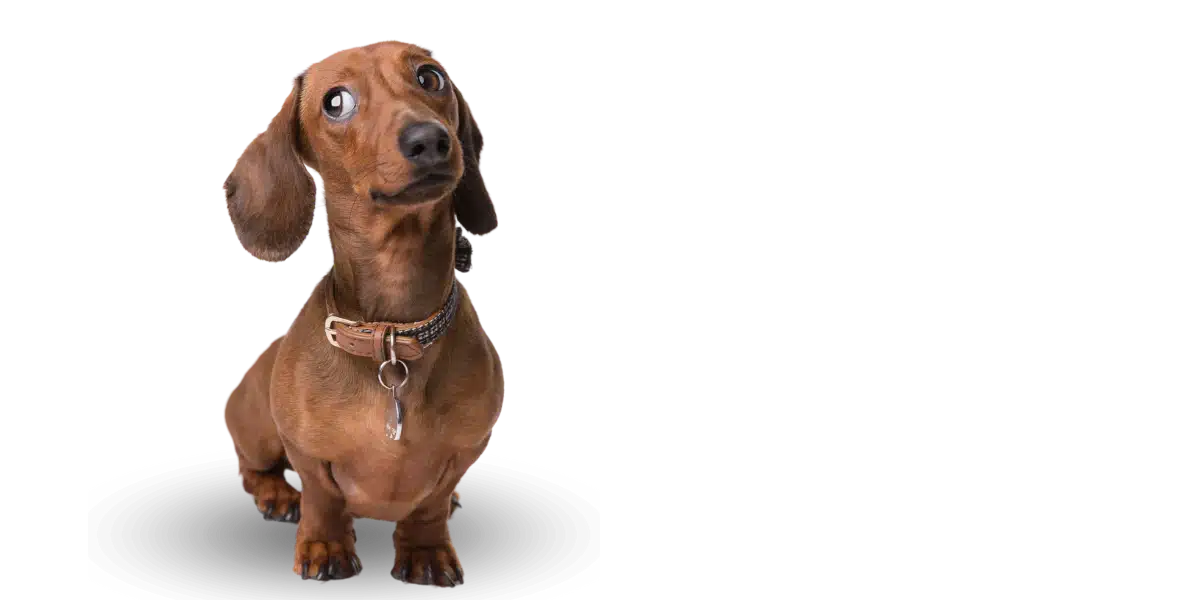 A dachshund with a glossy brown coat looks up curiously, its endearing expression making it the perfect subject for a blog section dedicated to pet care tips for small dog breeds.