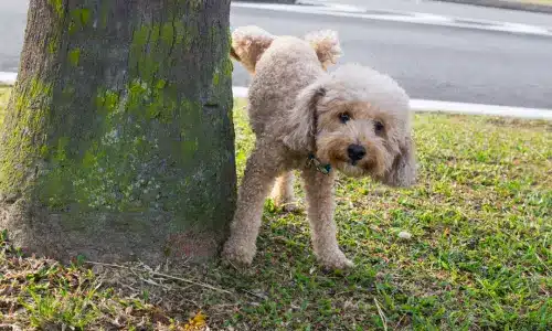 Poodle urinating on a tree