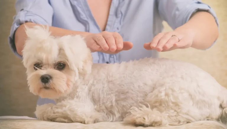 Small white dog receiving Reiki energy healing from a practitioner, illustrating the use of alternative therapies for pets to improve their health and well-being.