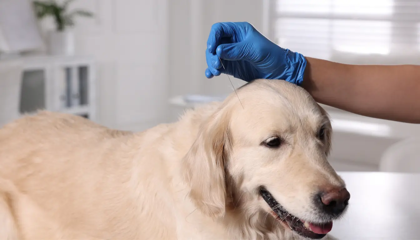 Golden Retriever receiving acupuncture treatment from a veterinarian, illustrating the use of alternative therapies for pets to improve their health and well-being.