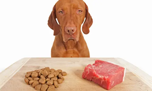 Hungry Vizsla dog eyeing both dry kibble and raw steak on a table, highlighting choices in our article Discover the Best Dog Food: A Guide for Healthy, Happy Pets.