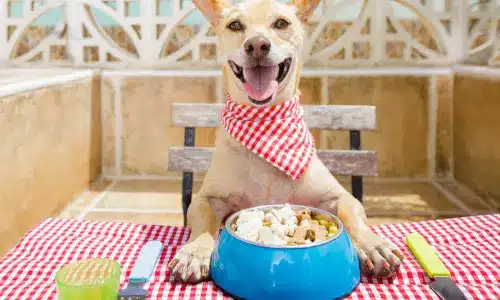 Happy dog wearing a red bandana sitting at a table with a bowl of the best dog food, as featured in 'Discover the Best Dog Food: A Guide for Healthy, Happy Pets.