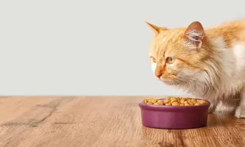 Ginger cat carefully eating from a purple bowl, perfect for new cat owners learning essential feeding tips from The Essential Guide for New Cat Owners on creating a welcoming home.