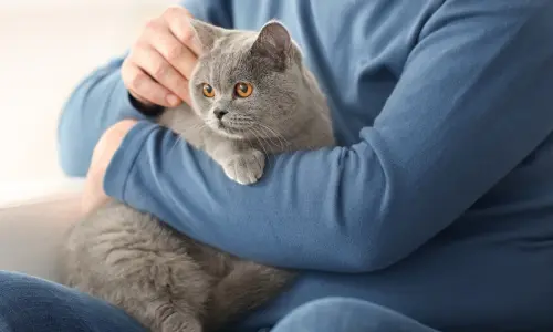 Grey British Shorthair cat being cuddled by an owner in a blue sweater, illustrating the bonding tips for new cat owners from The Essential Guide for New Cat Owners on creating a welcoming home.