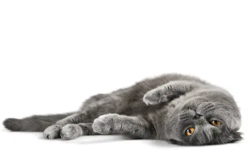 Relaxed grey British Shorthair cat lying down, perfect for new cat owners learning to create a welcoming home for their feline friend.