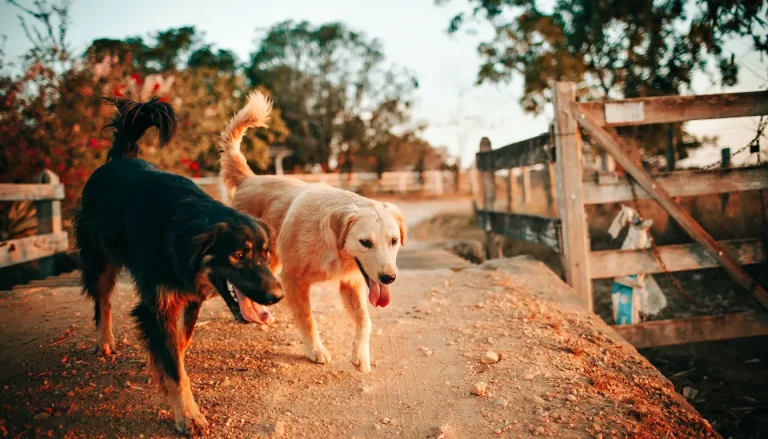 Two dogs socializing and walking together at sunset, illustrating the benefits of a well-trained and obedient pet in a harmonious and relaxed environment.